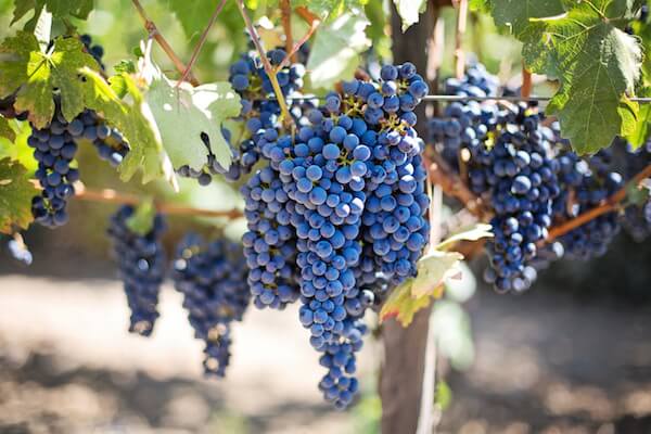 Montepulciano