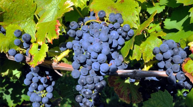 Pinot noir