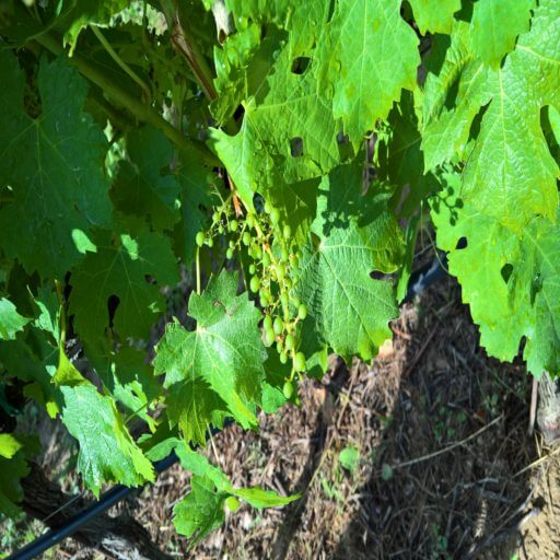 Chardonnay